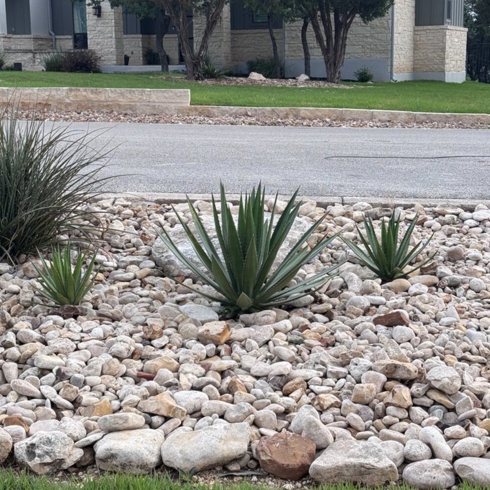 Agave Lopantha - Picture 6 of 6